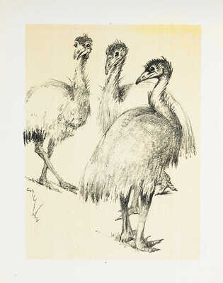 Шендеров Александр Семёнович. Страусы. Из серии «Ленинградский зоопарк»